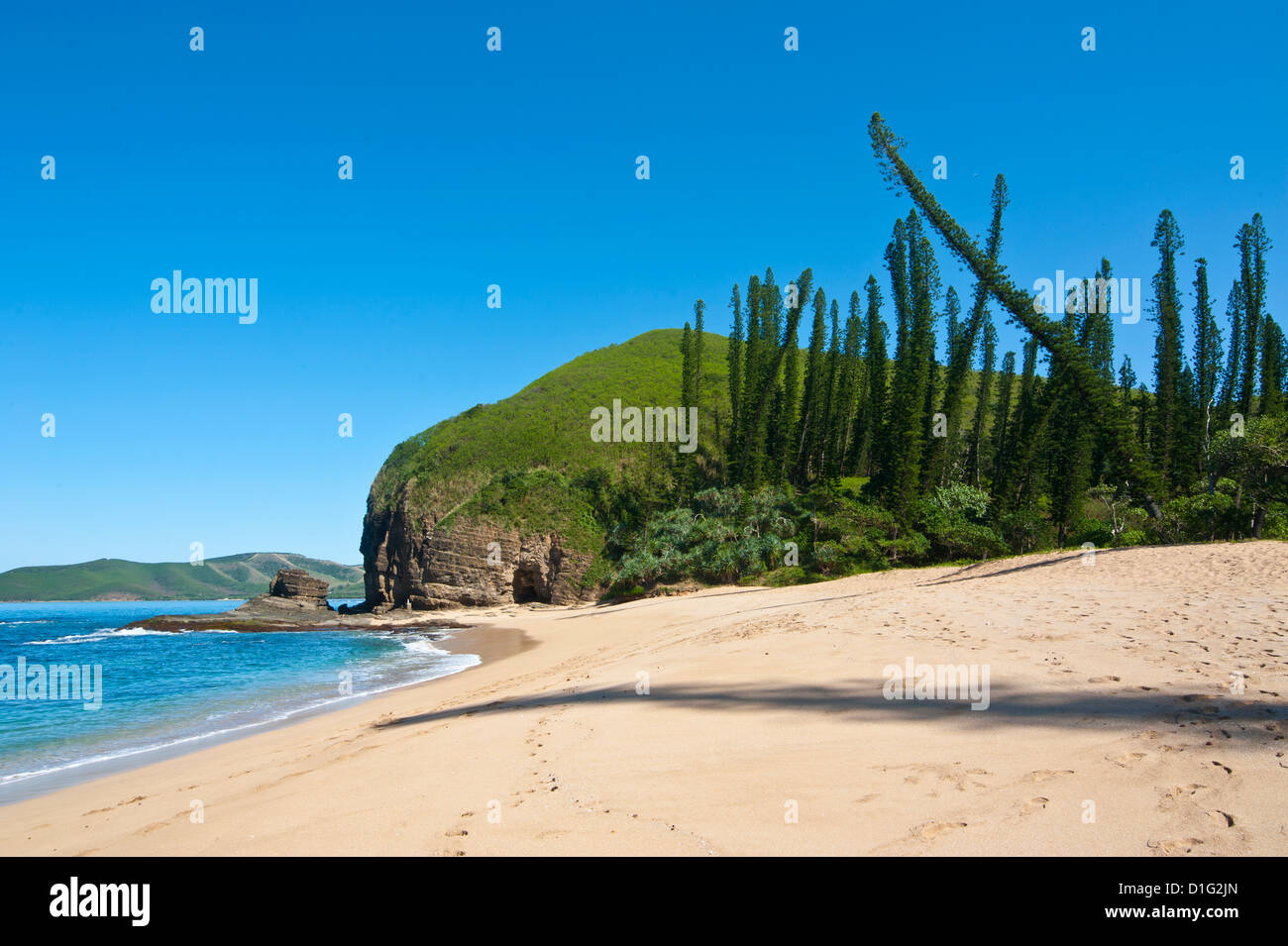 Wind shaped pine trees in the bay des Tortues on the West coast of Grand Terre, New Caledonia, Melanesia, South Pacific, Pacific Stock Photo