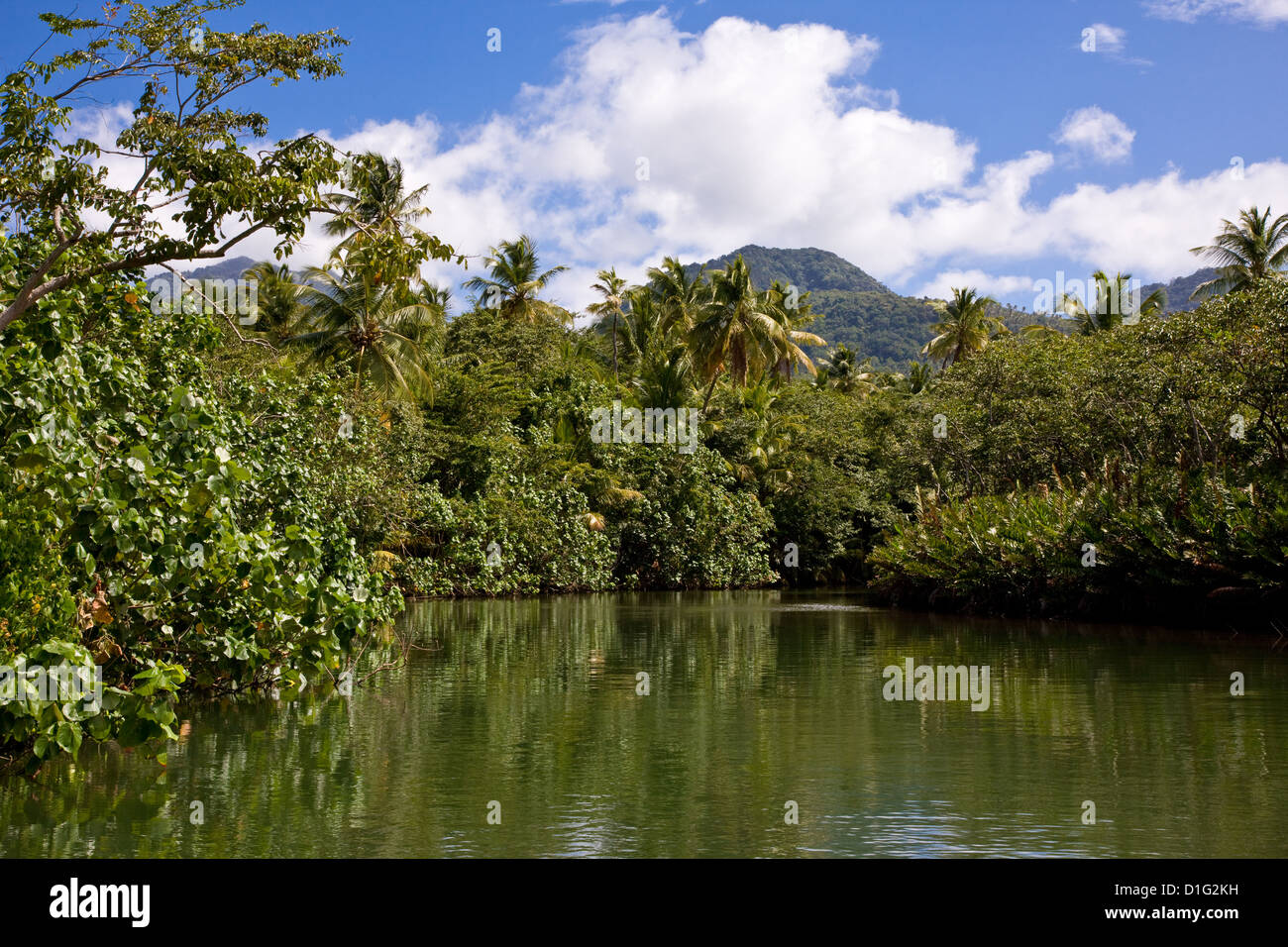 Tree lined estuary of Indian River near Portsmouth in Dominica West Indies Stock Photo