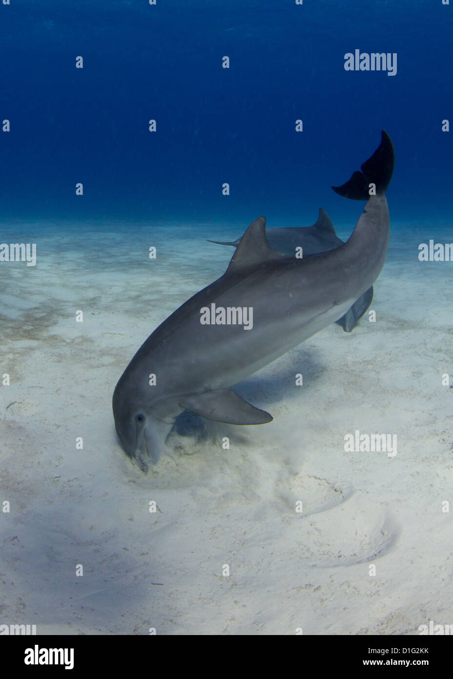 Common Atlantic Bottlenose Dolphin Stock Photo