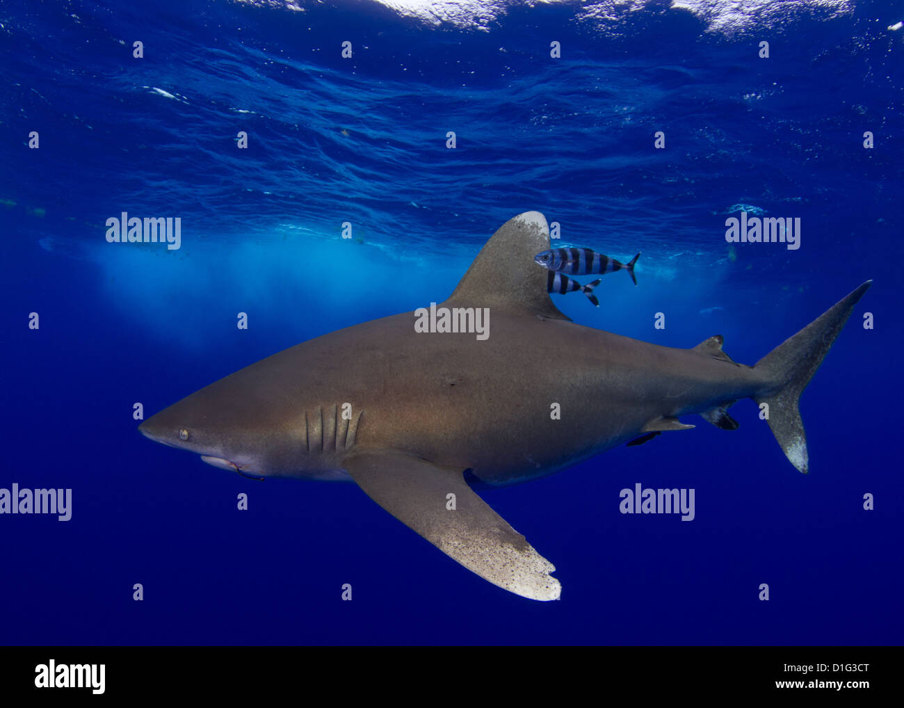 Oceanic White Tip Shark Stock Photo