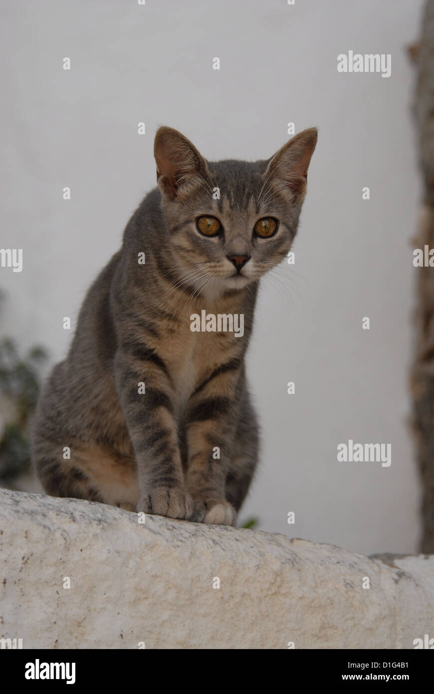 Blue Tortie Tabby and White, sitting on a step, Greece, Dodecanese Island, Non-pedigree Shorthair, felis silvestris forma catus, Stock Photo