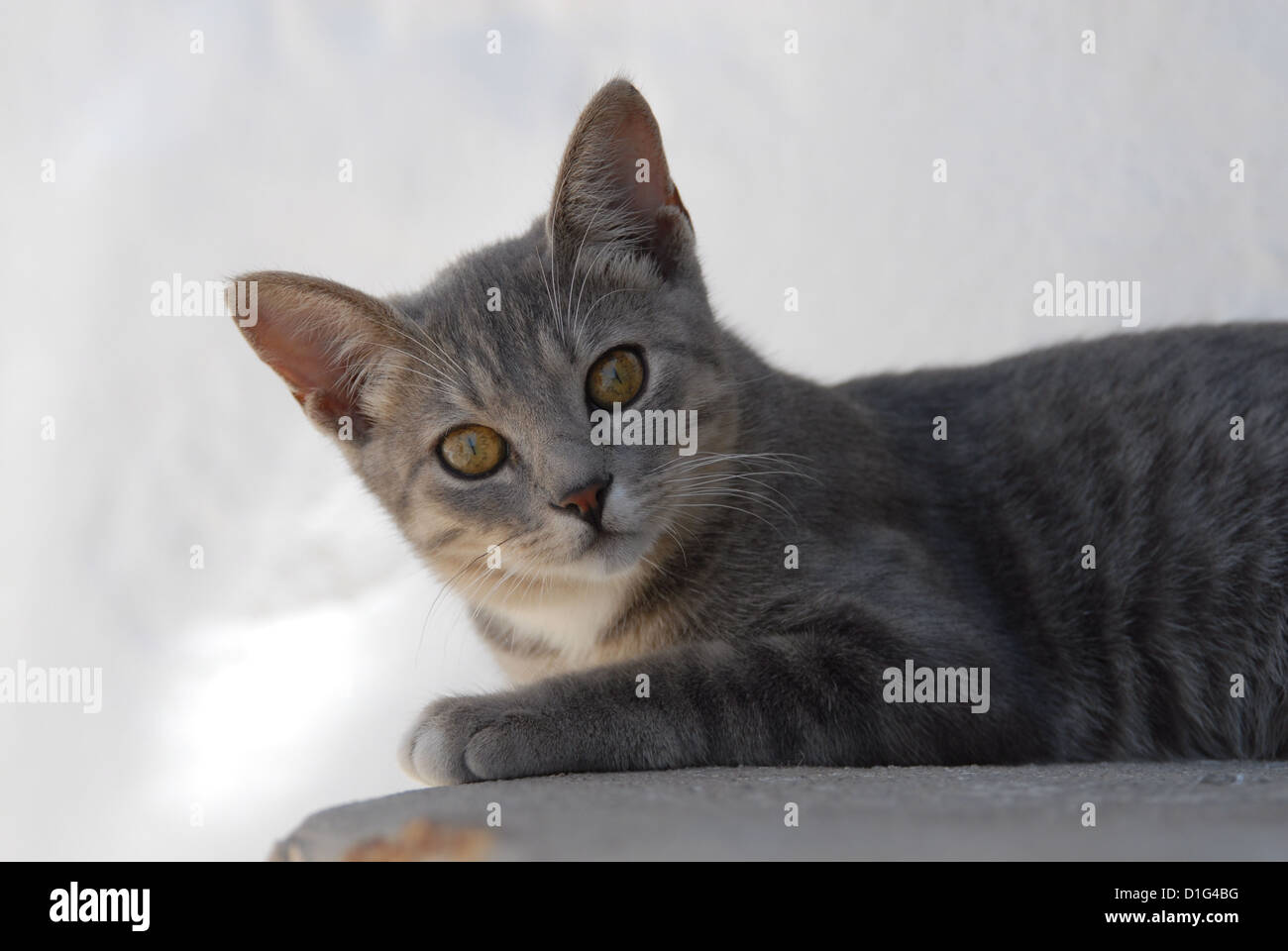 Blue Tortie Tabby and White, portrait, Greece, Dodecanese Island, Non-pedigree Shorthair, felis silvestris forma catus, domestic Stock Photo