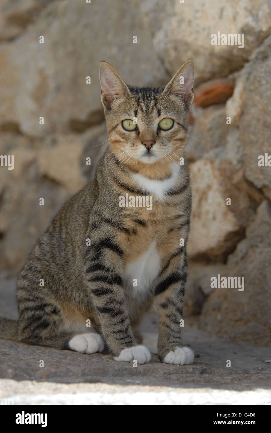 Tabby and White, sitting in front of a wall of stones, Greece, Dodecanese Island, Non-pedigree Shorthair, felis silvestris forma Stock Photo