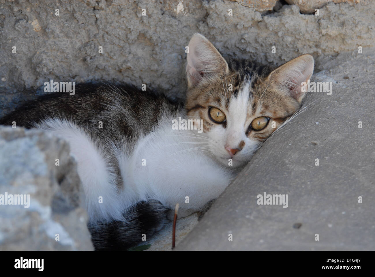 Tabby and White, resting, leaning on a rock, Greece, Dodecanese Island, Non-pedigree Shorthair, felis silvestris forma catus, do Stock Photo