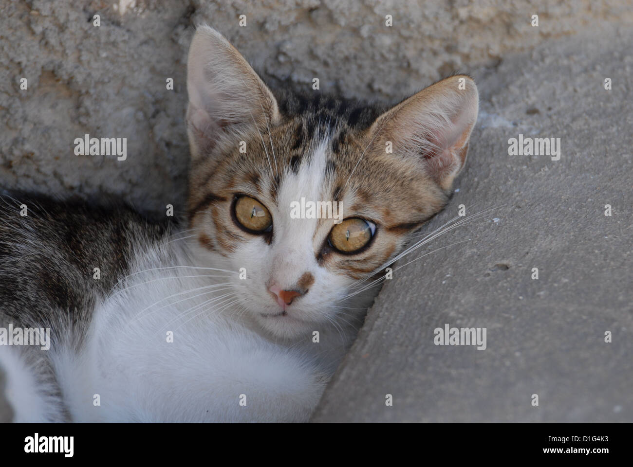Tabby and White, resting, leaning on a rock, portrait, Greece, Dodecanese Island, Non-pedigree Shorthair, felis silvestris forma Stock Photo