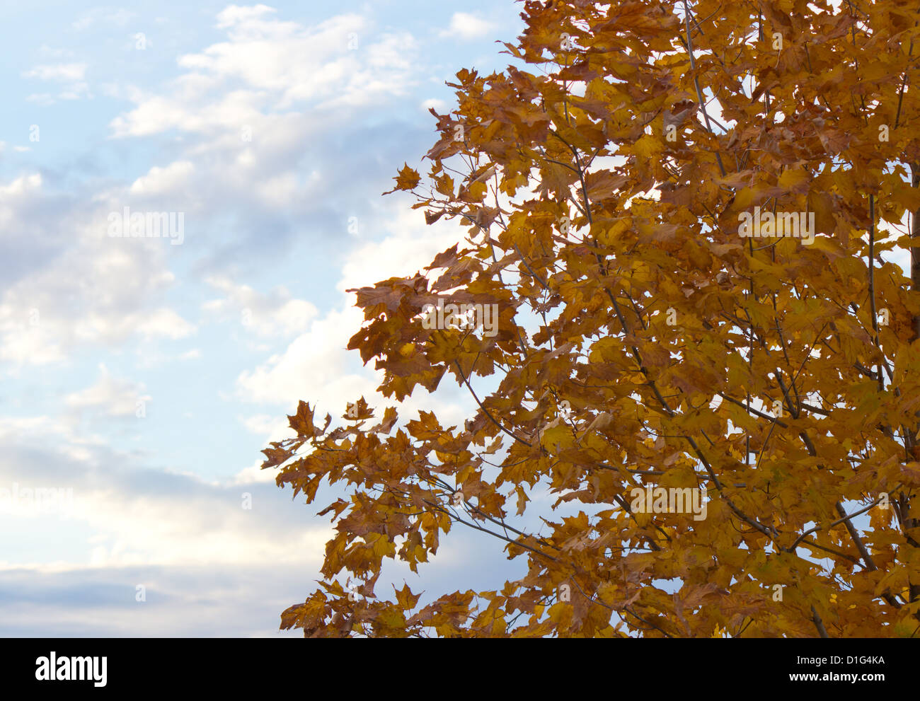 Beautiful tree with yellow autumn leaves with a blue sky background ...