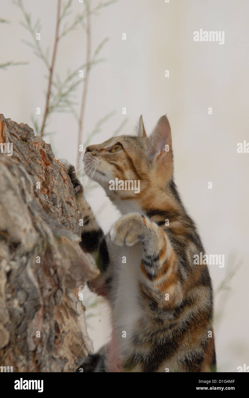 Black Tortie Tabby (Torbie) and White, is climbing up a tree, Greece, Dodecanese Island, Non-pedigree Shorthair, felis silvestri Stock Photo