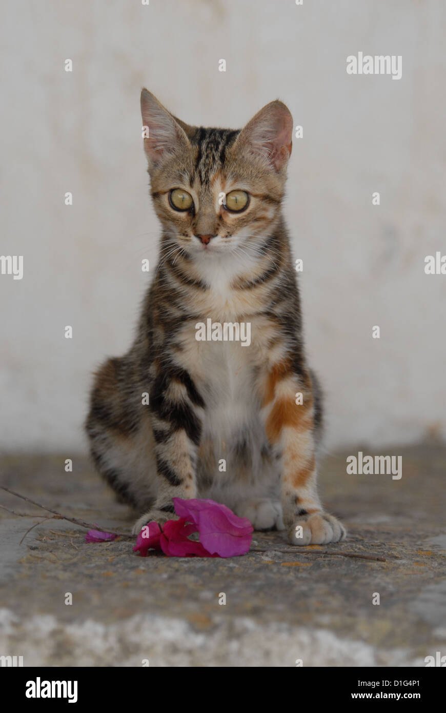 Black Tortie Tabby (Torbie) and White, is lying on a rocky step near by a blossom of Bougainvillea, Greece, Dodecanese Island, Stock Photo