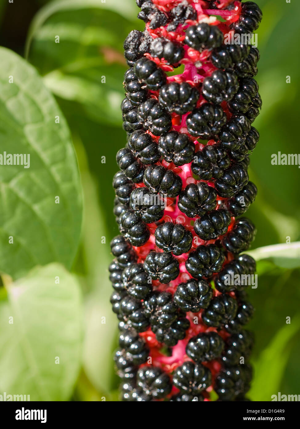 American poke weed hires stock photography and images Alamy
