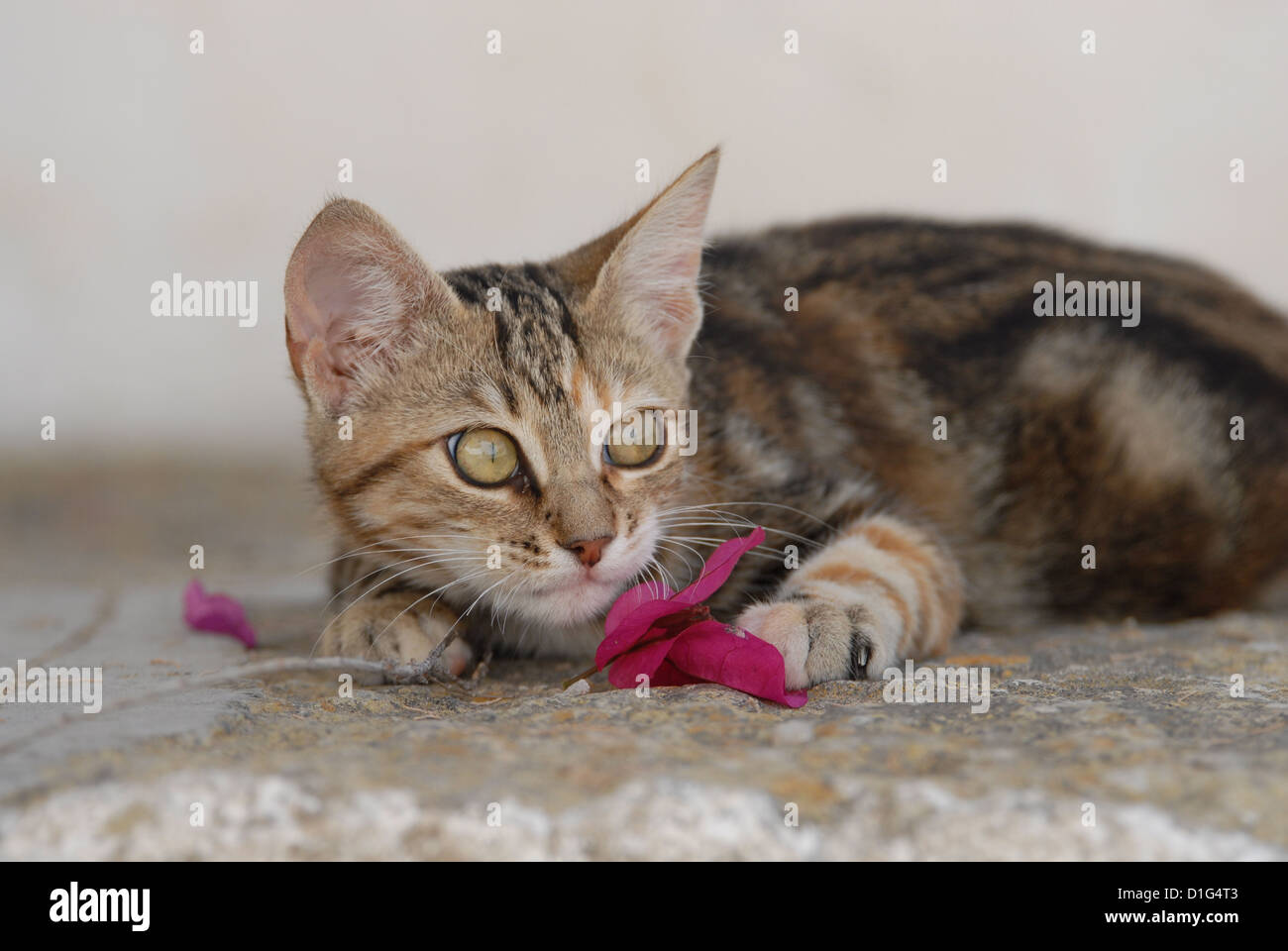 Black Tortie Tabby (Torbie) and White, is lying on a rocky step near by a blossom of Bougainvillea, Greece, Dodecanese Island, Stock Photo