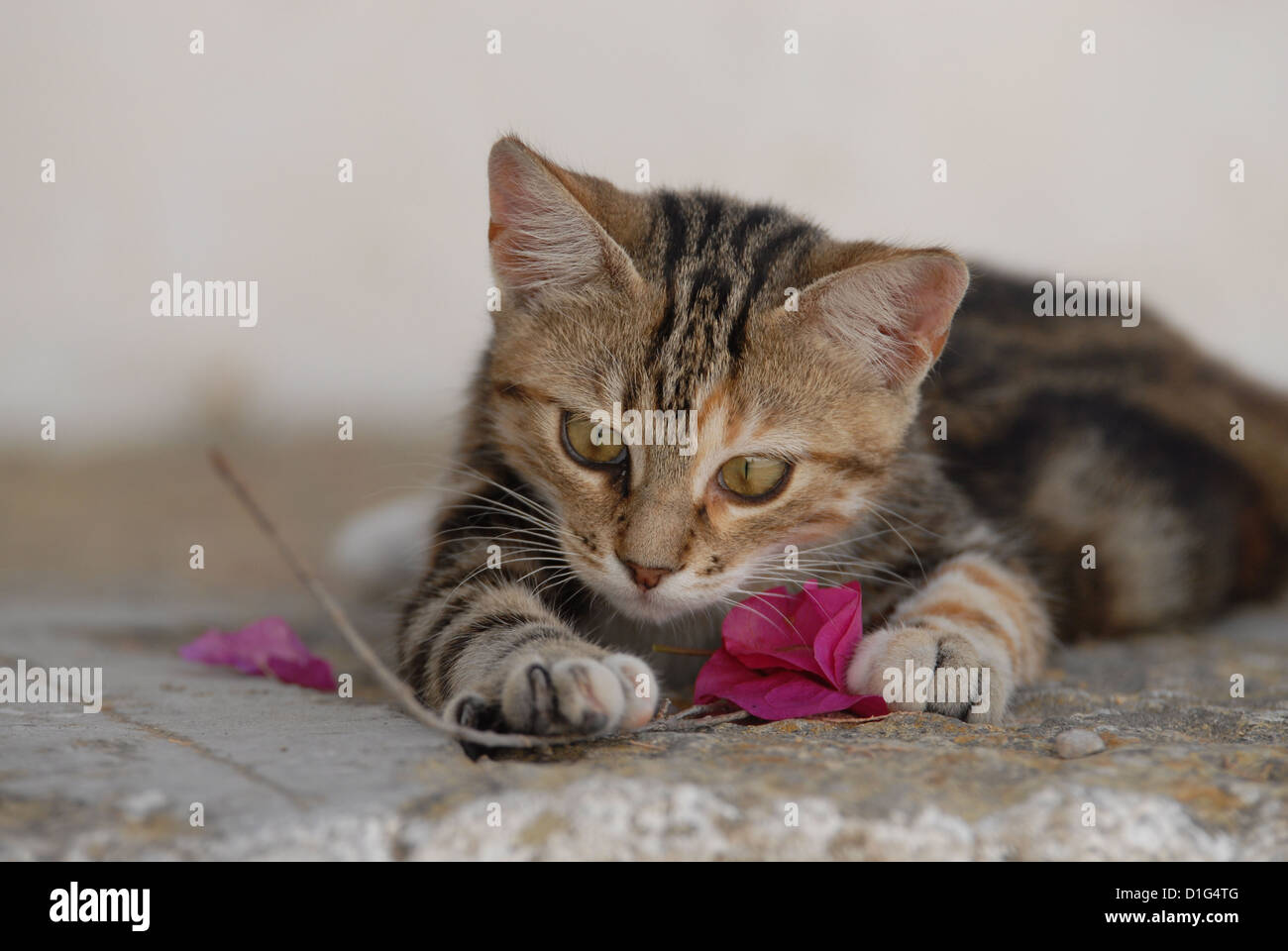 Black Tortie Tabby (Torbie) and White, is lying on a rocky step near by a blossom of Bougainvillea, Greece, Dodecanese Island, Stock Photo