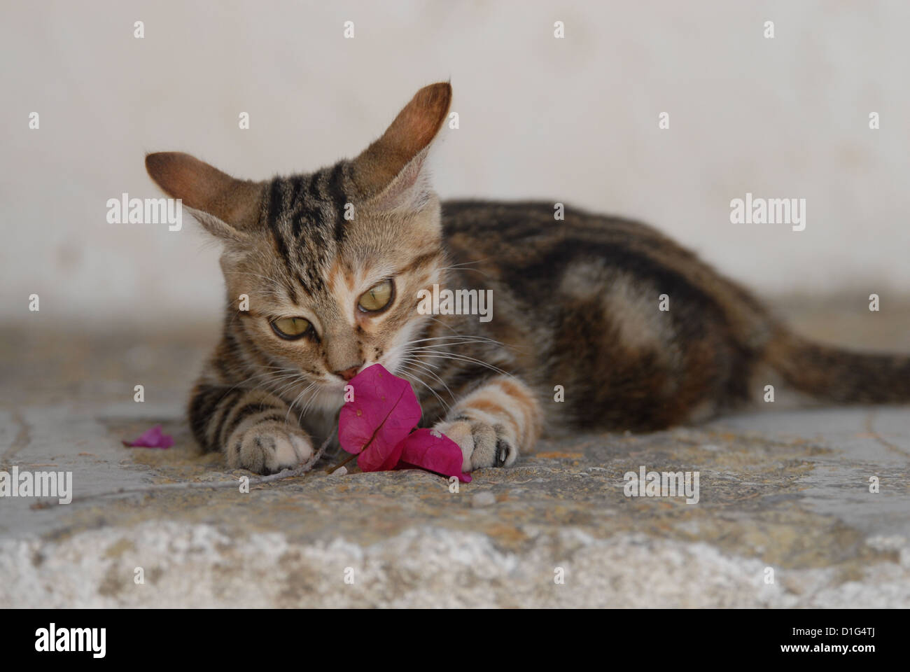 Black Tortie Tabby (Torbie) and White, is lying on a rocky step near by a blossom of Bougainvillea, Greece, Dodecanese Island, Stock Photo