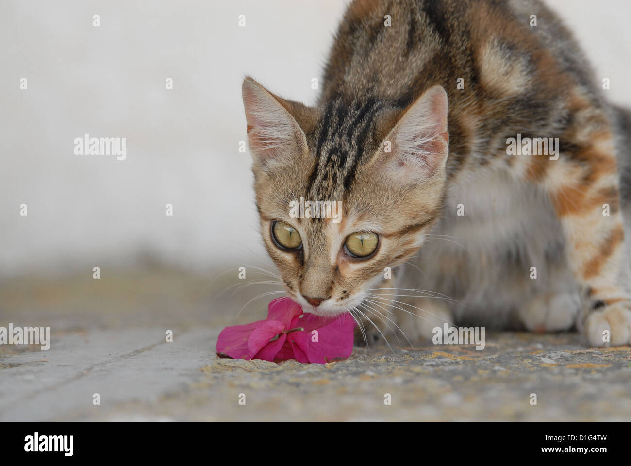 Black Tortie Tabby (Torbie) and White, is lying on a rocky step near by a blossom of Bougainvillea, Greece, Dodecanese Island, Stock Photo