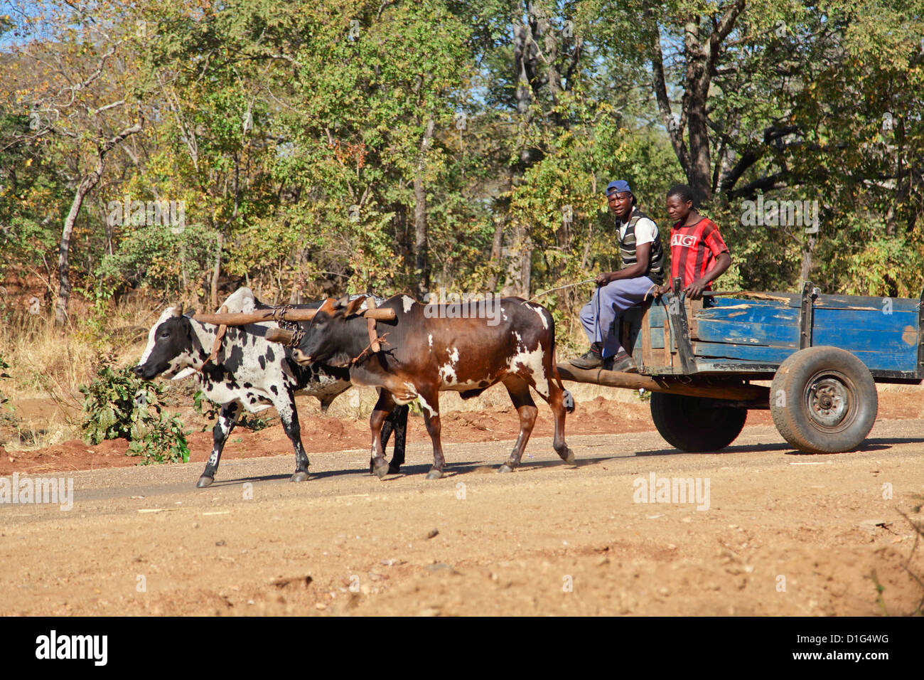 Oxcart Stock Photos & Oxcart Stock Images - Alamy