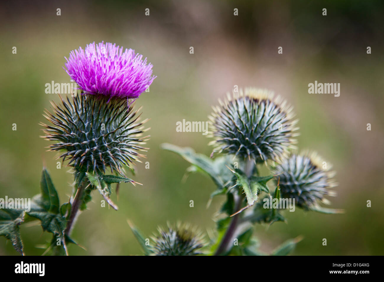 The scottish thistle hires stock photography and images Alamy