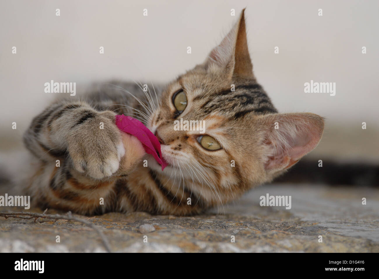 Tortie Tabby (Torbie) and White, is lying on a rocky step, playing with a blossom of Bougainvillea, Greece, Dodecanese Island, Stock Photo
