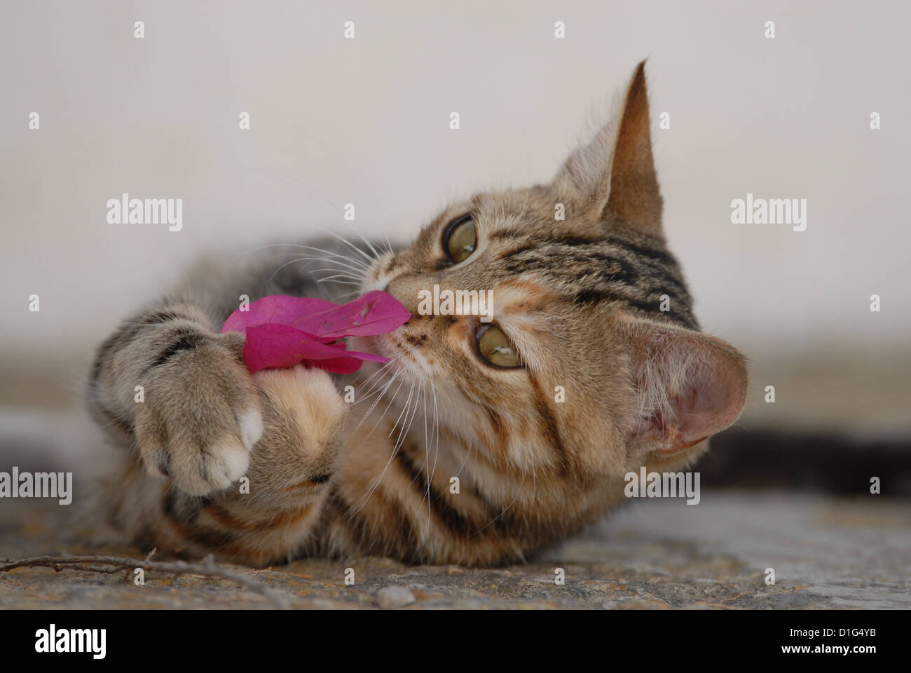Tortie Tabby (Torbie) and White, is lying on a rocky step, playing with a blossom of Bougainvillea, Greece, Dodecanese Island, Stock Photo
