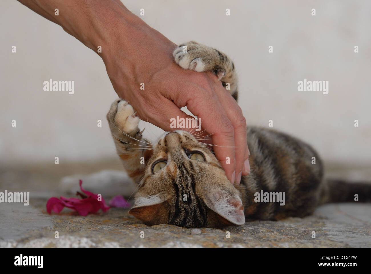 Tortie Tabby (Torbie) and White, is lying on a rocky step, playing with a hand, Greece, Dodecanese Island, Non-pedigree Stock Photo