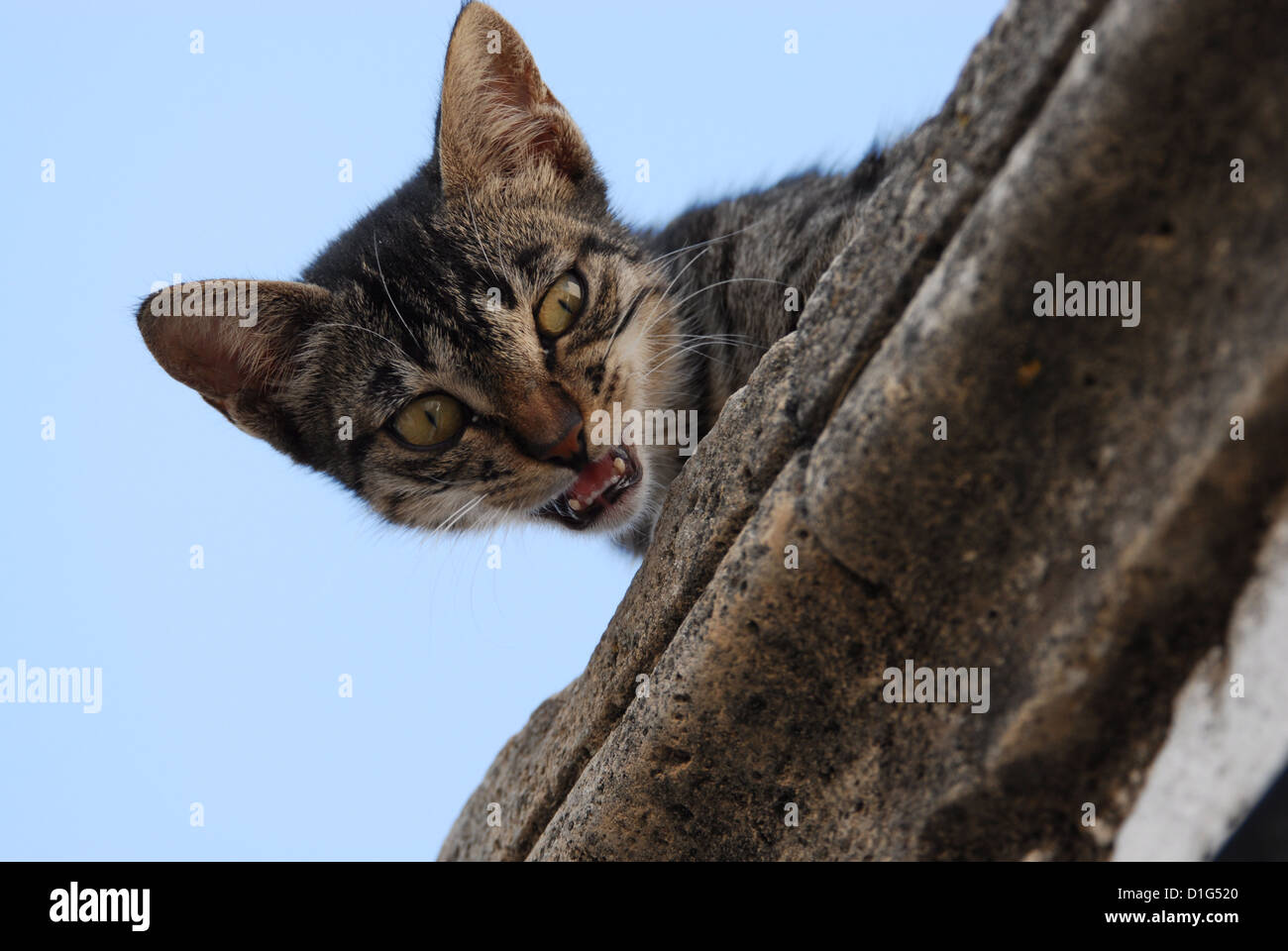 Tabby and White, peering down from a cornice and miaows, Greece, Dodecanese Island, Non-pedigree Shorthair, felis silvestris for Stock Photo