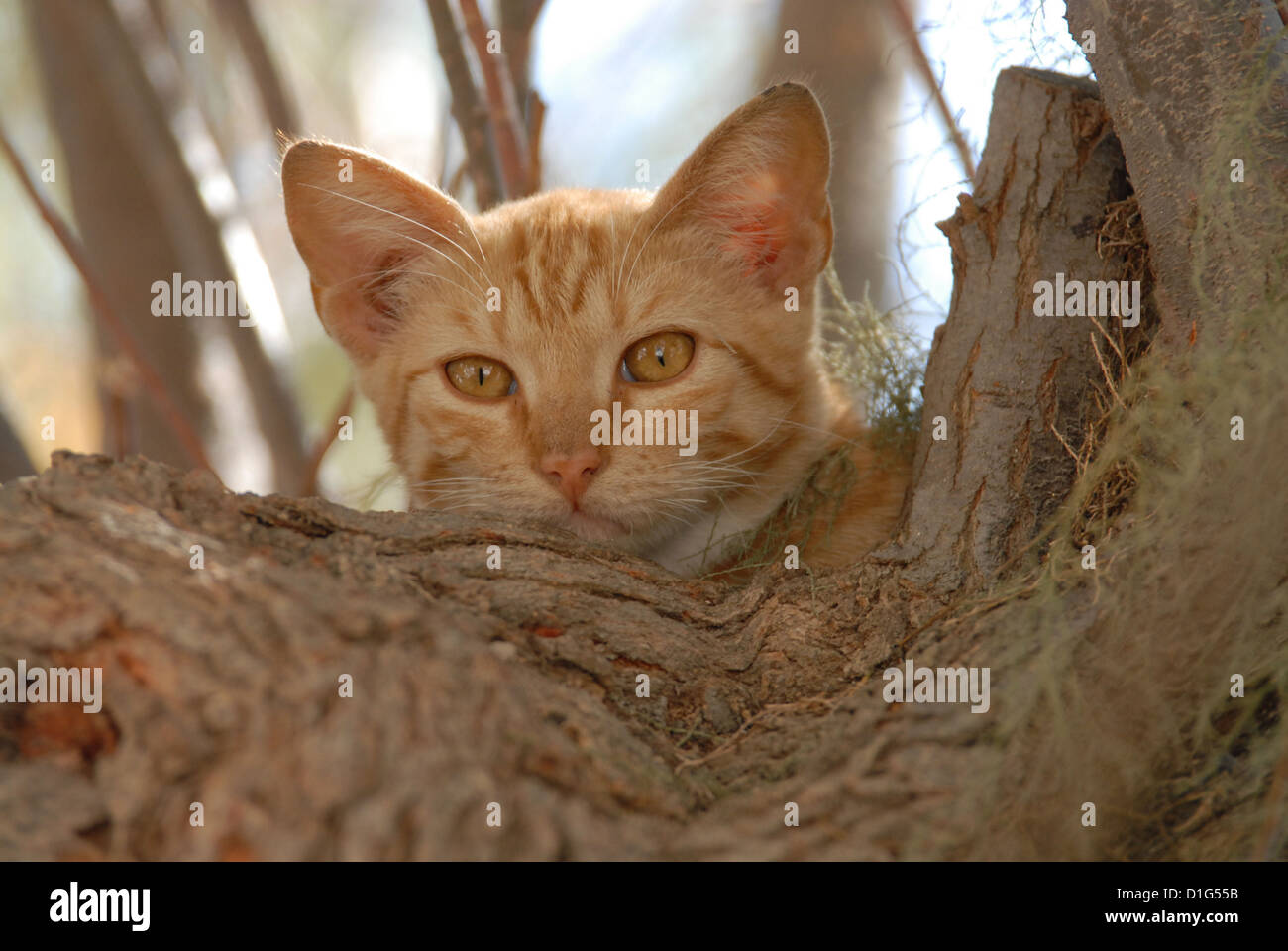 Red Tabby and White, peering down from a tree, portrait, Greece, Dodecanese Island, Non-pedigree Shorthair, felis silvestris for Stock Photo