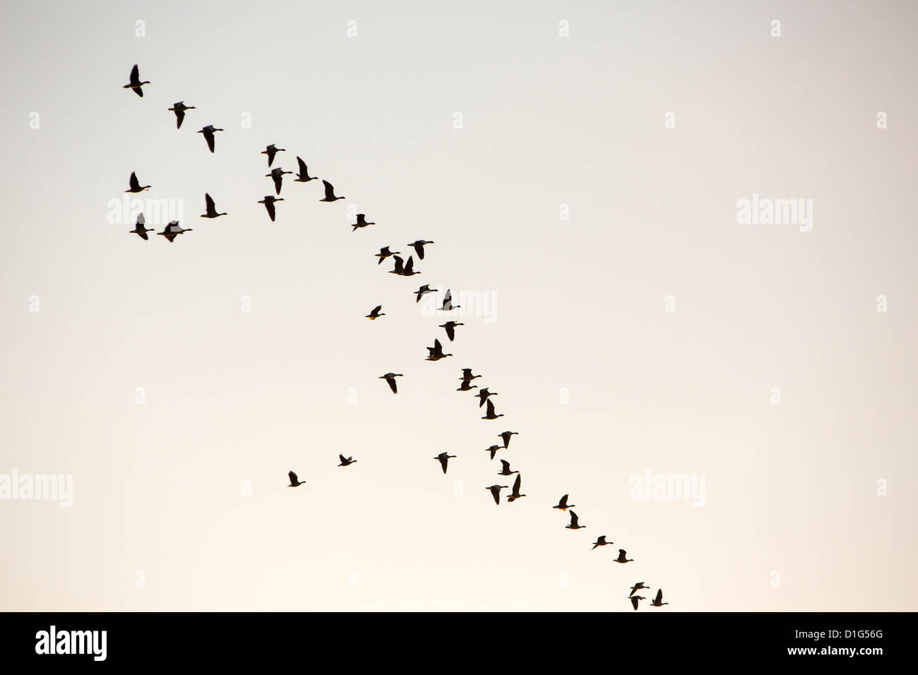 A skein of Barnacle Geese (Branta leucopsis) over Caelaverock on the Solway Firth in Scotland, UK Stock Photo