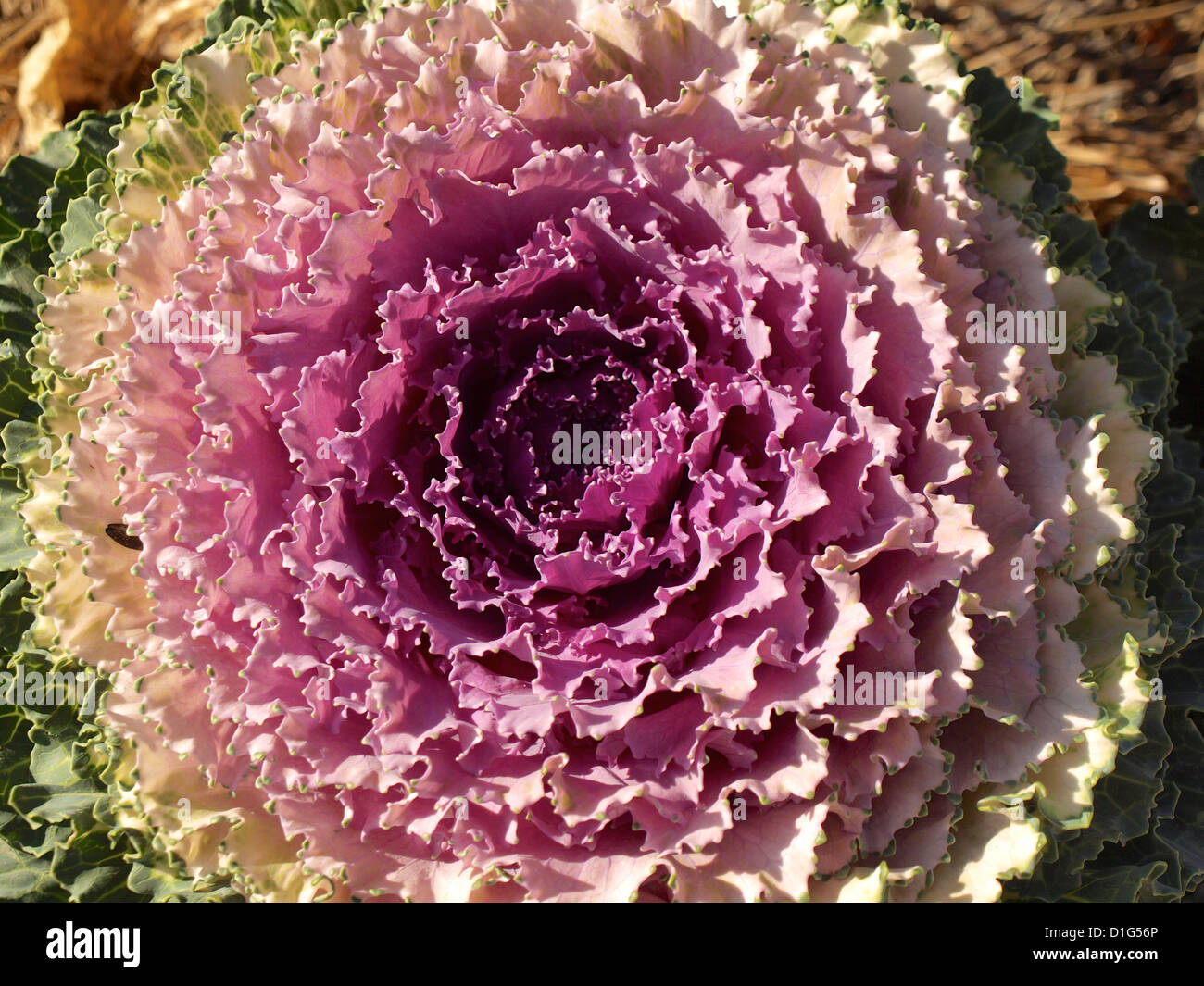Growing Ornamental Kale Brassica oleracea Acephala group Stock Photo