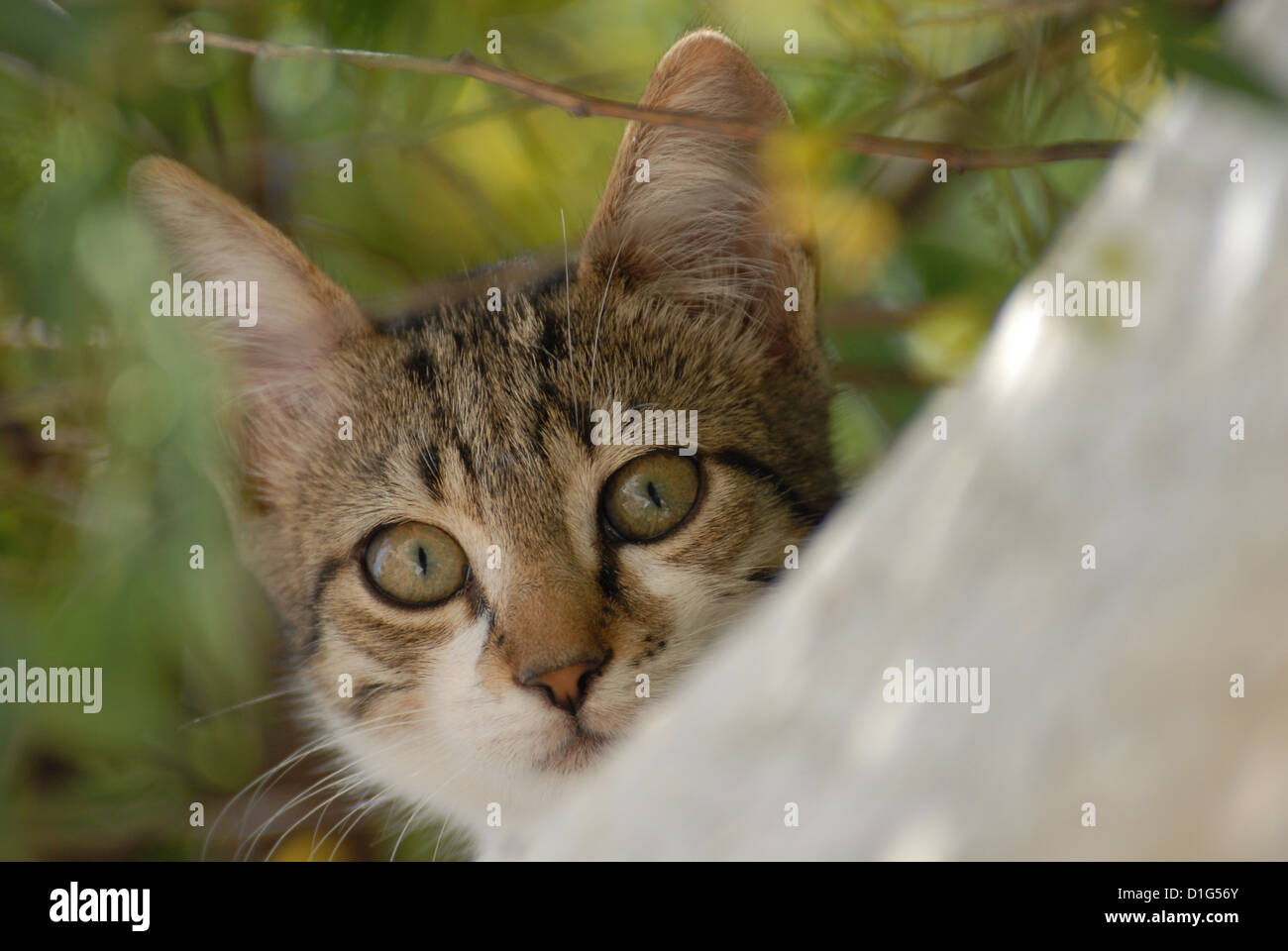 Tabby and White, peering down from a wall, portrait, Greece, Dodecanese Island, Non-pedigree Shorthair, felis silvestris forma c Stock Photo