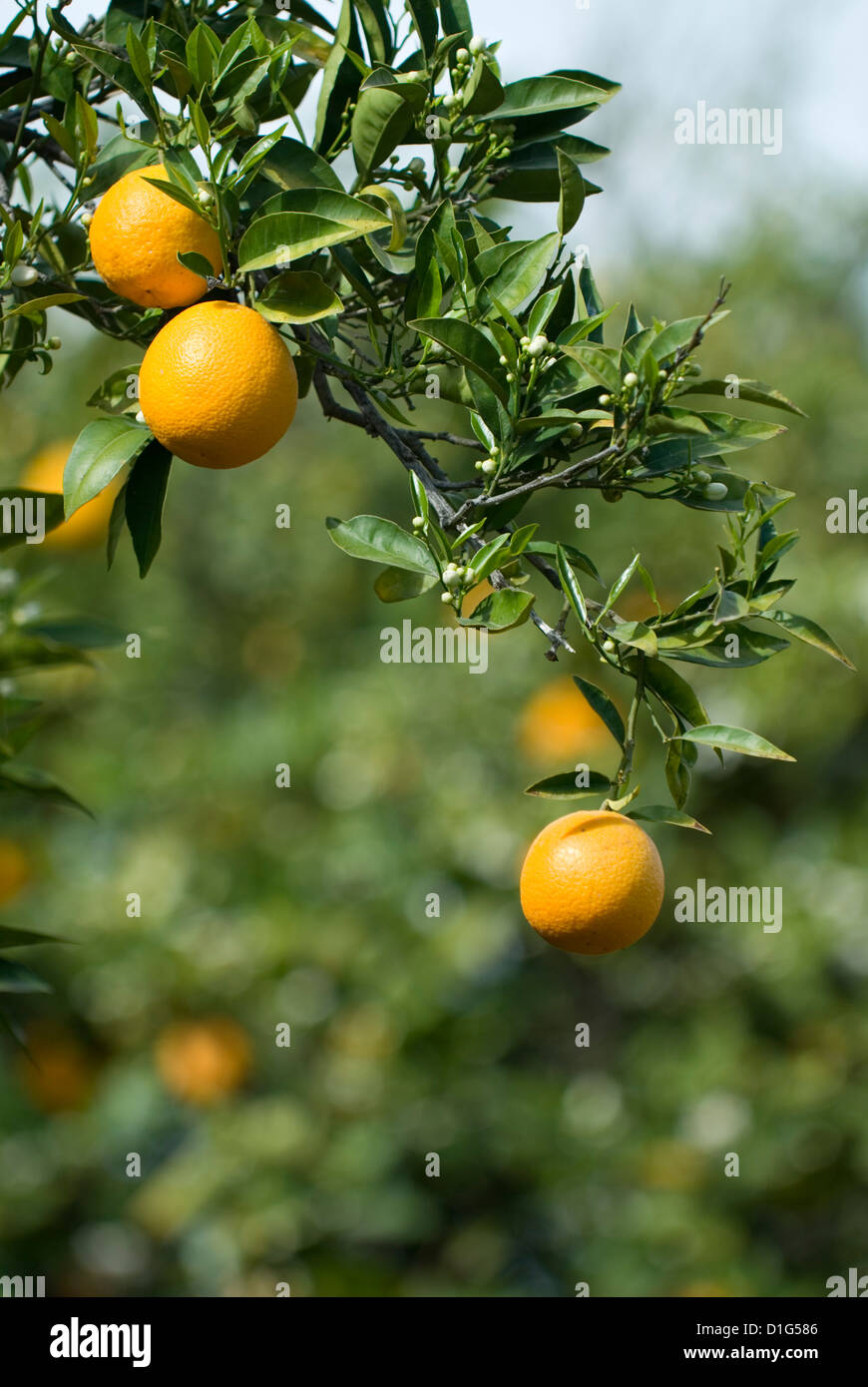 Yellow Oranges High Resolution Stock Photography and Images Alamy