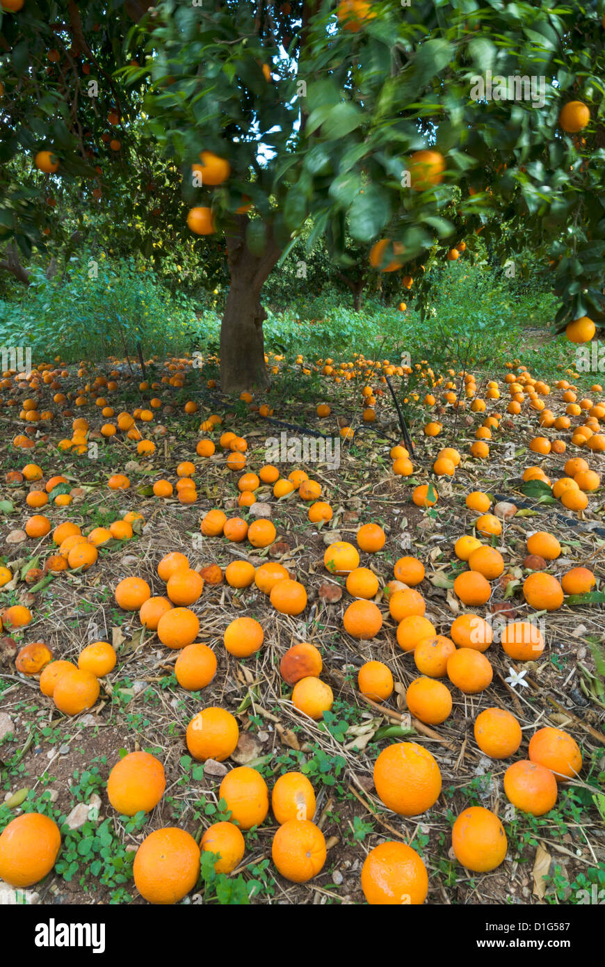 Fallen oranges in orange grove, Cyprus, Europe Stock Photo Alamy