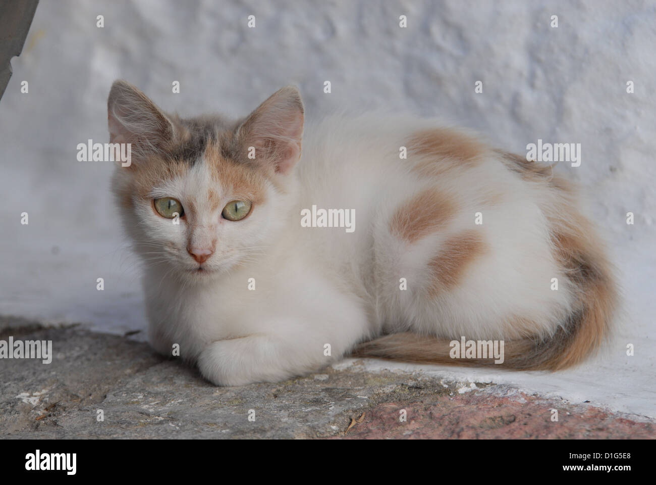 kitten, Blue Tortie and White, resting in front of a whitewashed wall, Greece, Dodecanese Island, Non-pedigree Shorthair, felis Stock Photo