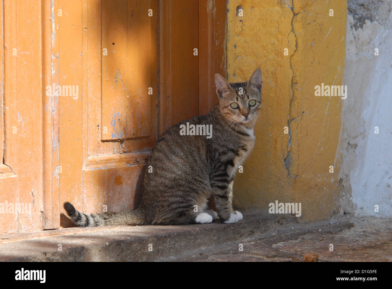 Cat sitting on a threshold in front of an old door, Greece, Dodecanese Island, Non-pedigree Shorthair, felis silvestris forma Stock Photo