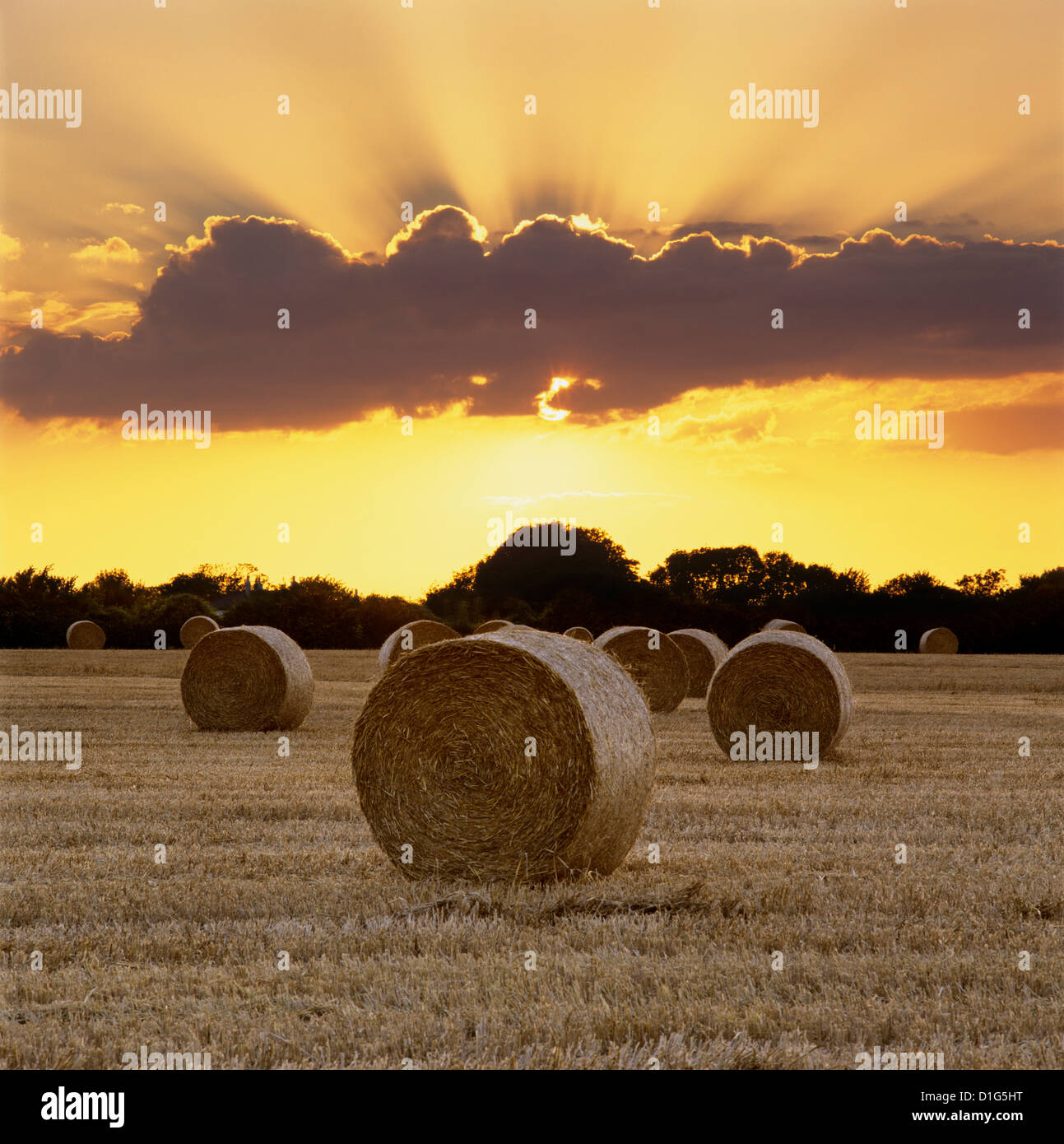 Hay bales at sunset, East Sussex, England, United Kingdom, Europe Stock Photo