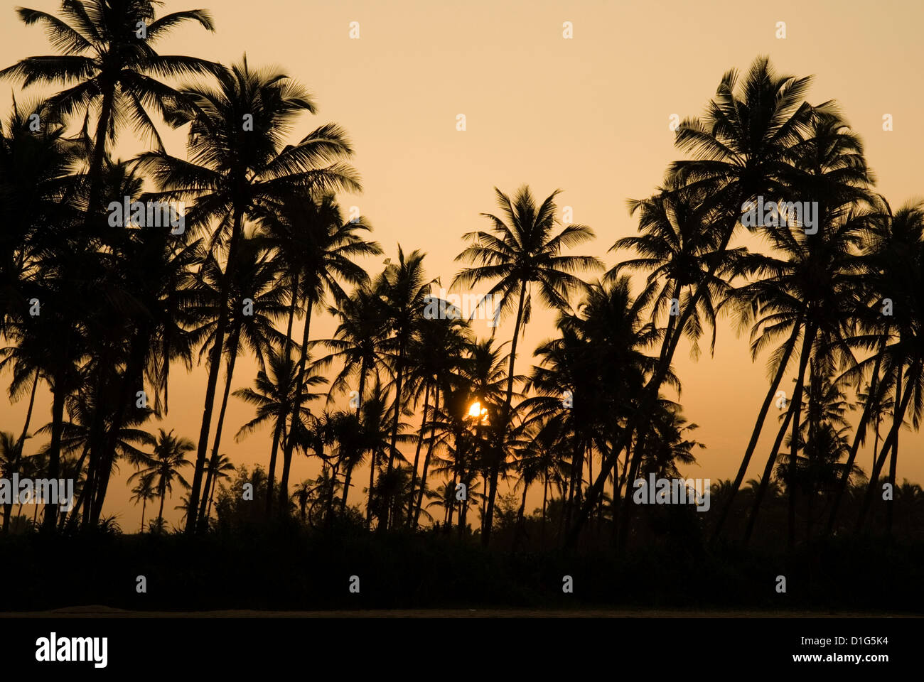 Palm trees at sunset, Goa, India, Asia Stock Photo Alamy