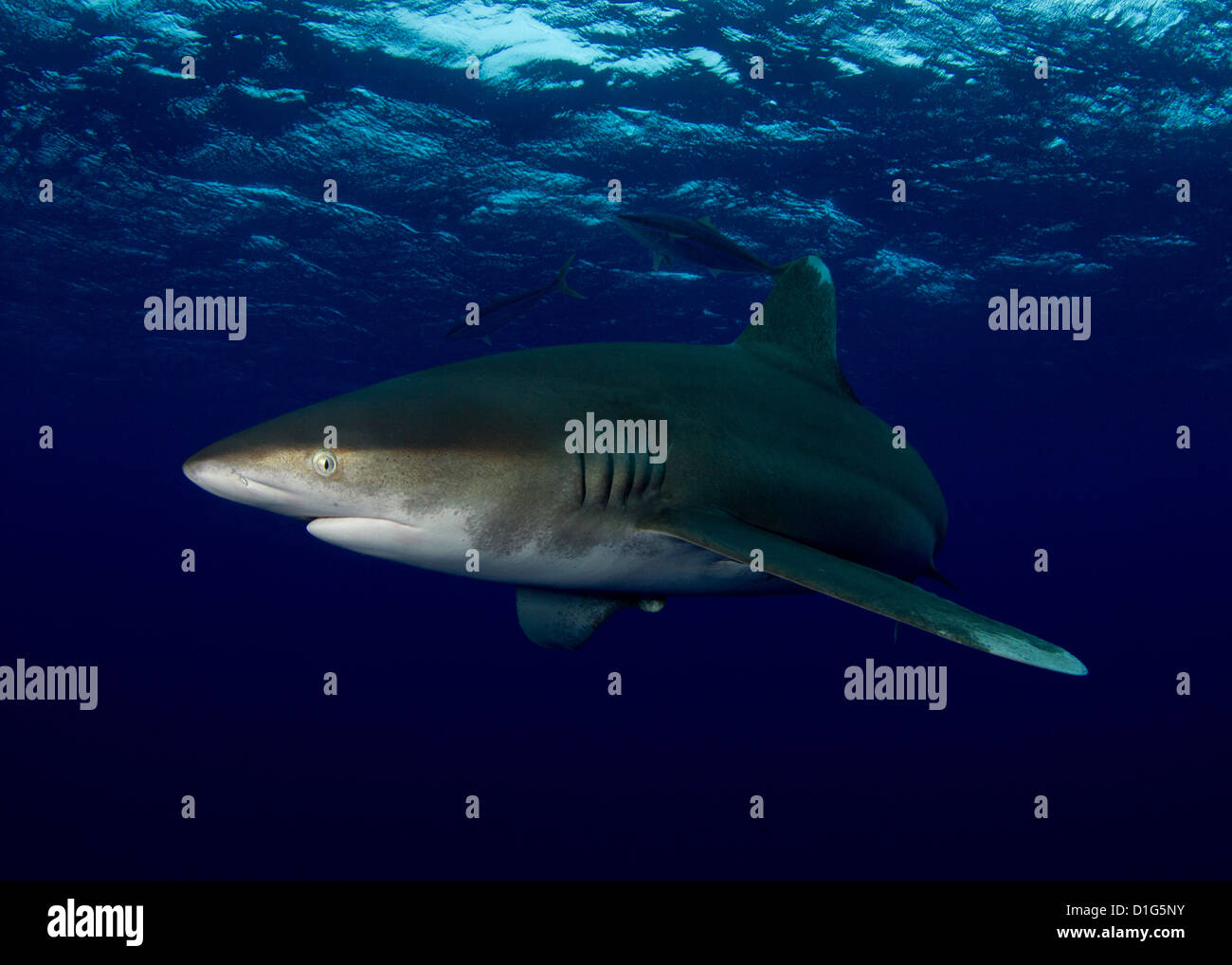 Oceanic White Tip Shark Stock Photo