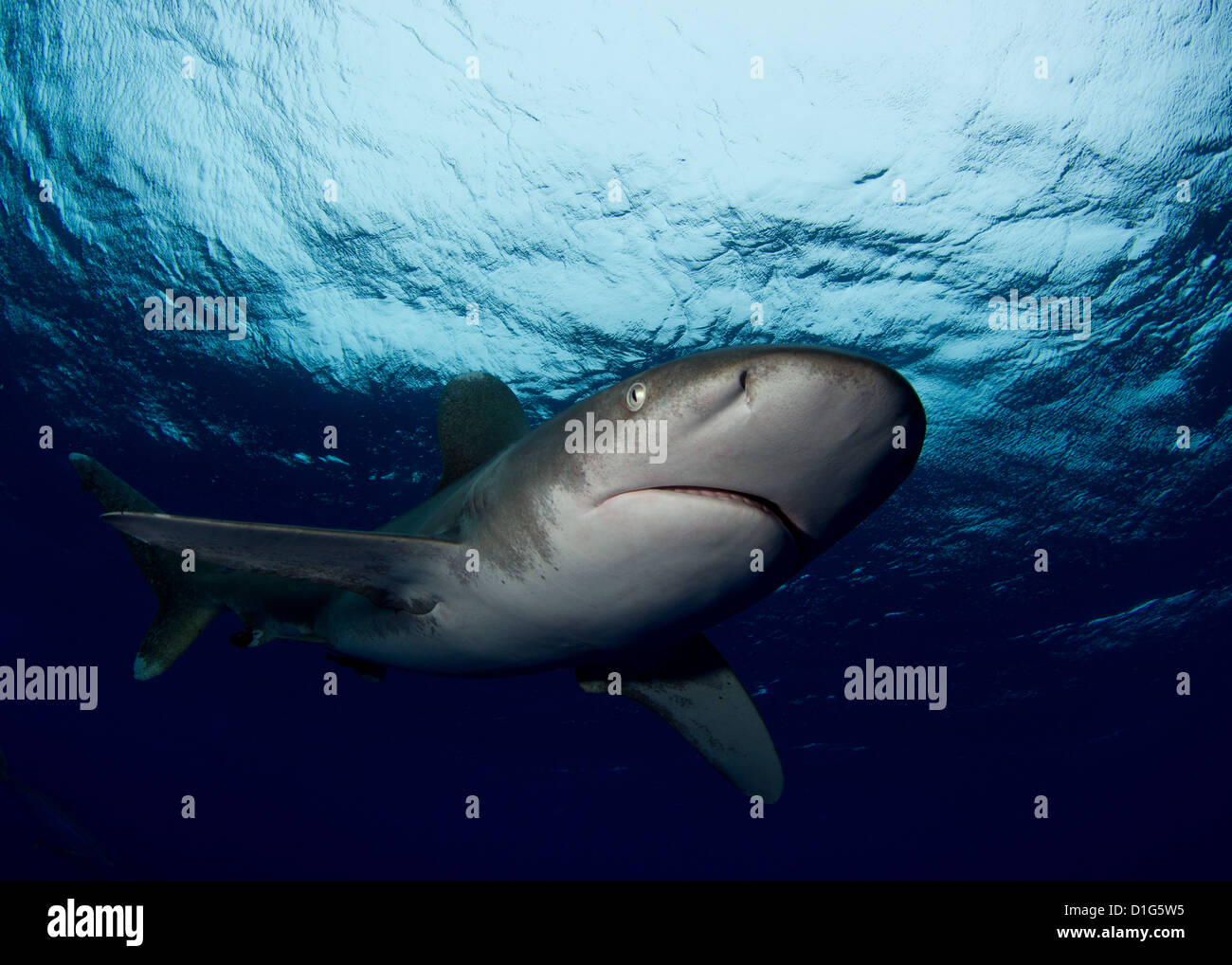 Oceanic whitetip shark teeth hi-res stock photography and images - Alamy