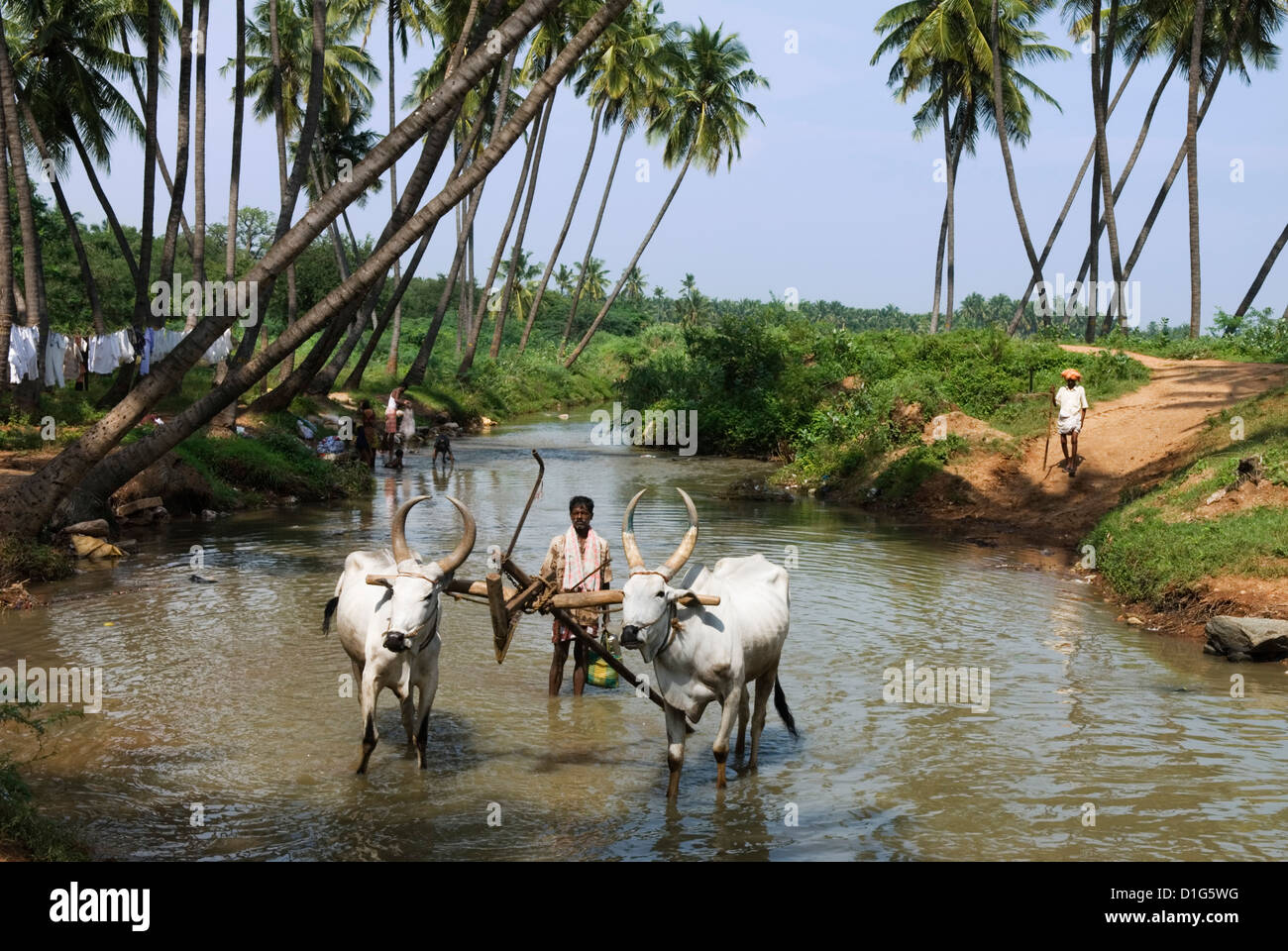 Rural scene, Tamil Nadu, India, Asia Stock Photo