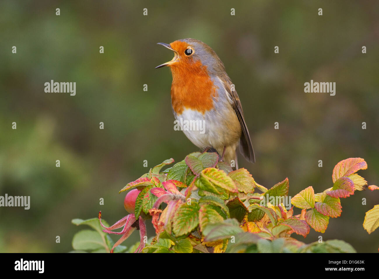 Birdsong hi-res stock photography and images - Alamy