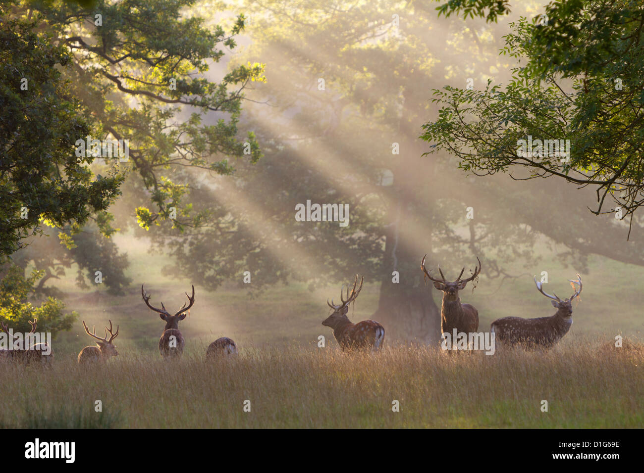 Deer in morning mist, Woburn Abbey Park, Woburn, Bedfordshire, England, United Kingdom, Europe Stock Photo