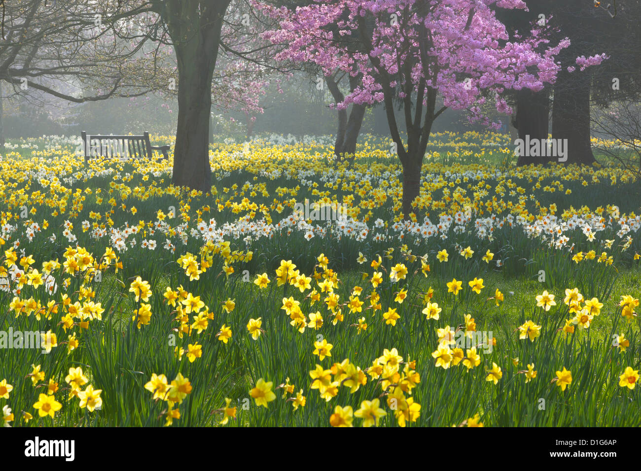 Daffodils and blossom in spring, Hampton, Greater London, England, United Kingdom, Europe Stock Photo