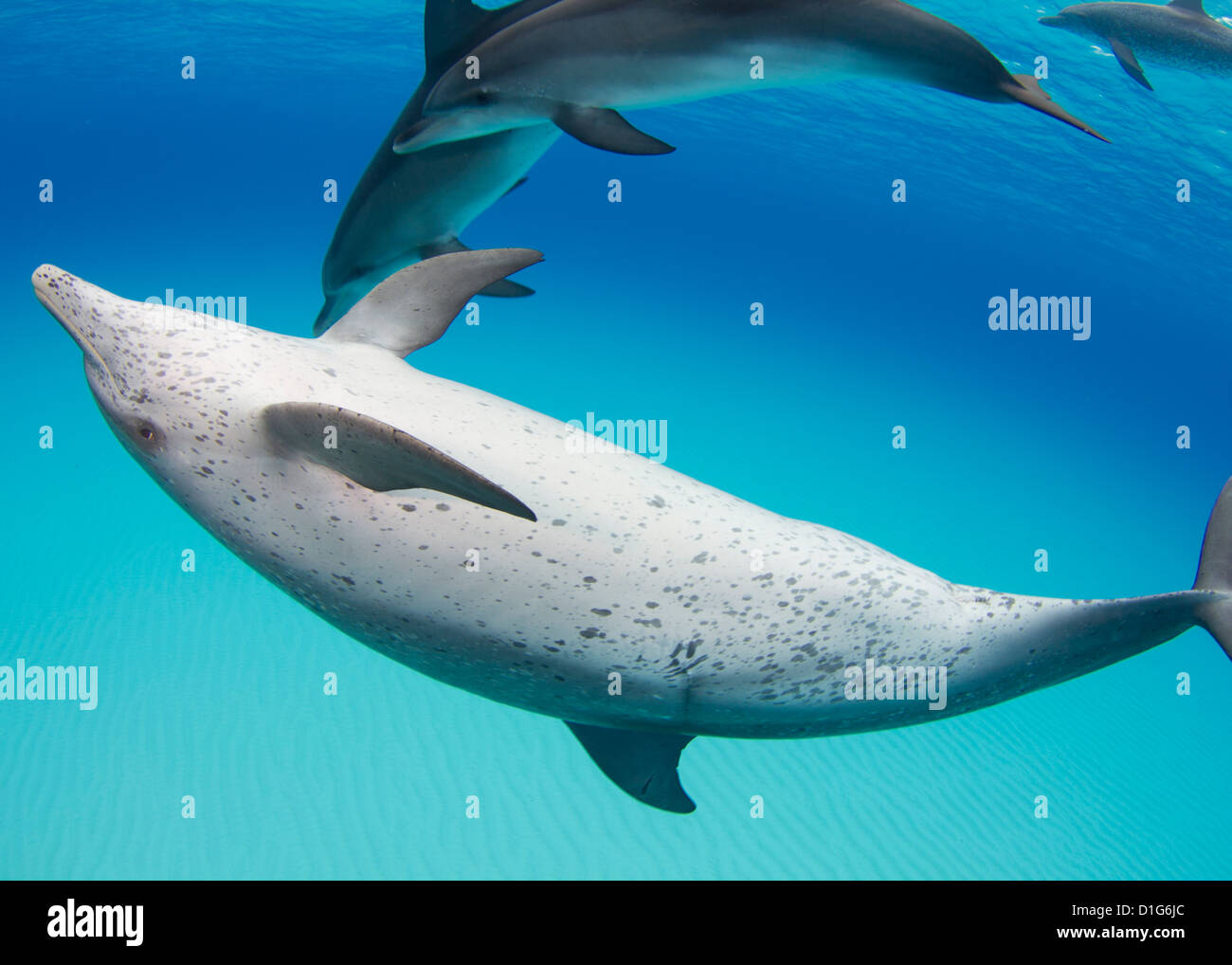 Atlantic spotted dolphins mouth hires stock photography and images Alamy