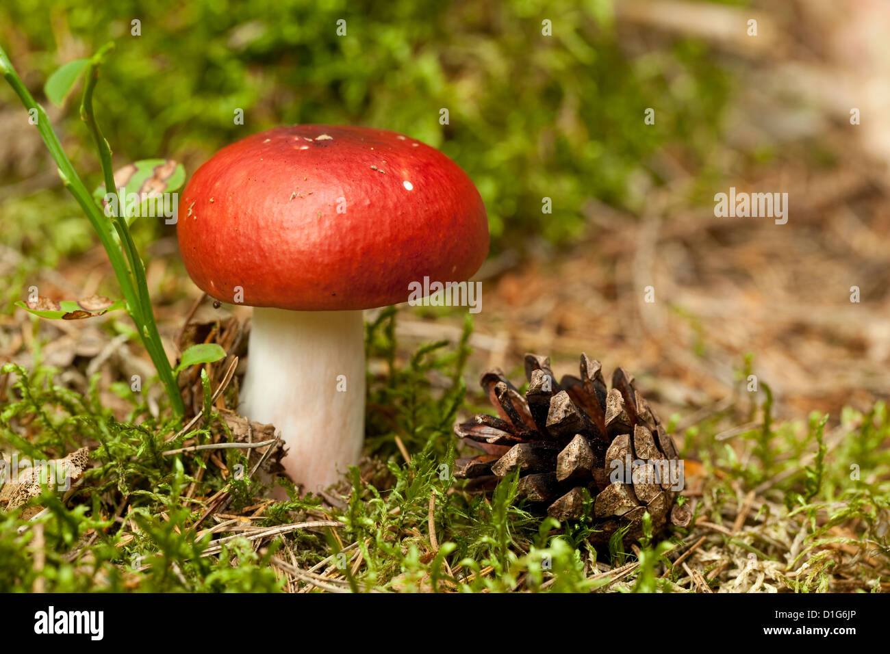 red mushroom not edible ( Russula paludosa) in forest Stock Photo