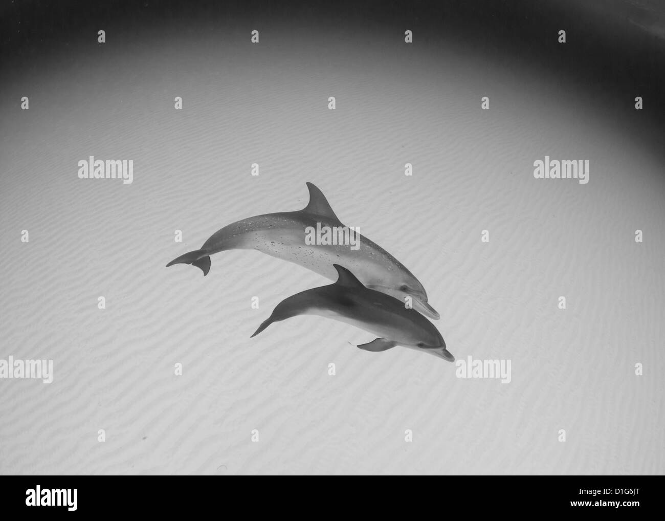 Atlantic Spotted Dolphins Stock Photo