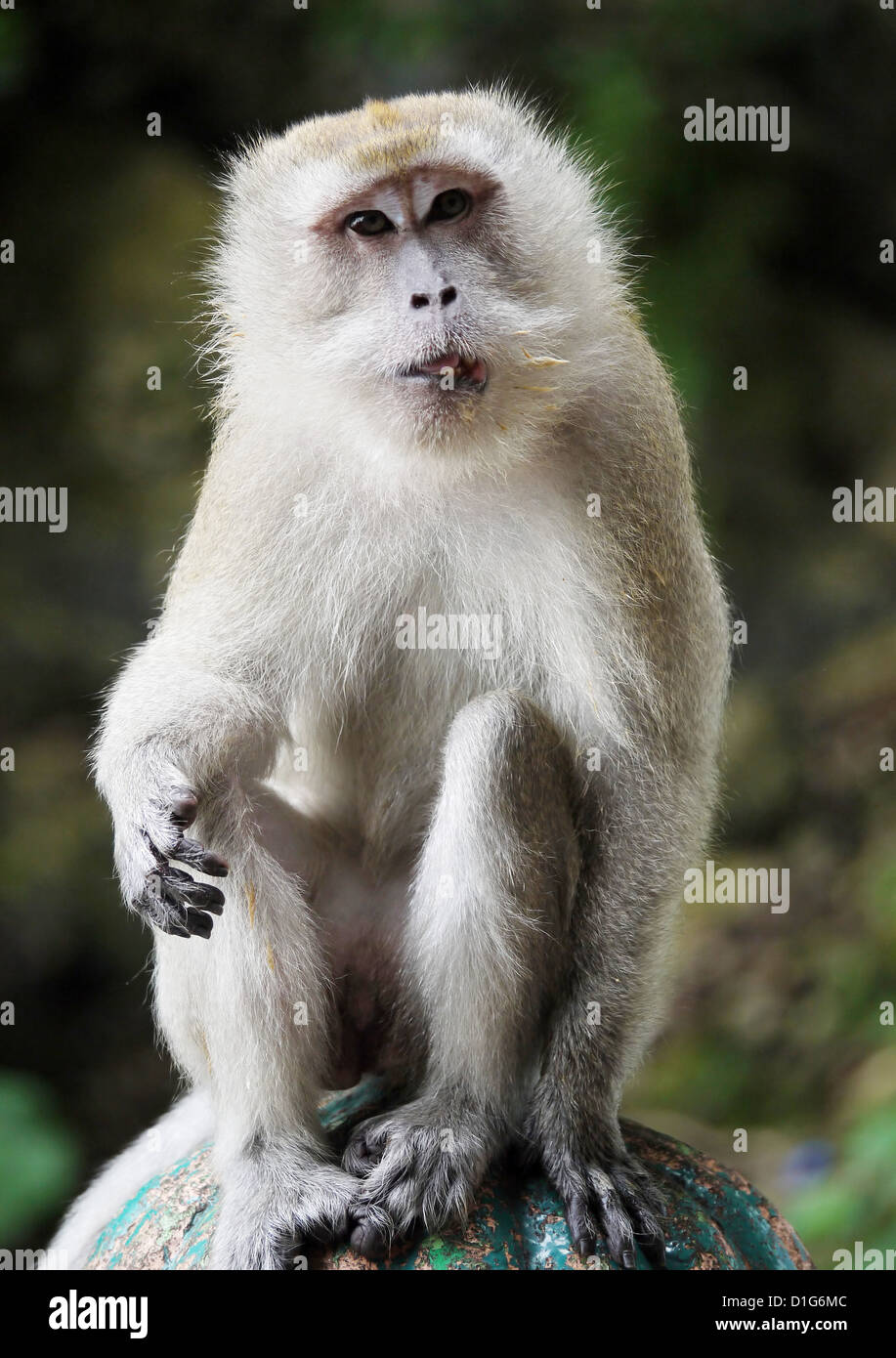 A Portrait of a Monkey Stock Photo