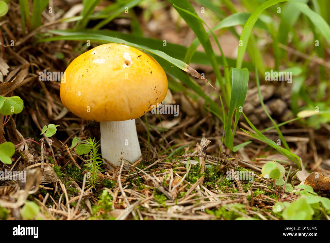 yellow mushroom not edible ( Russula claroflava ) in forest Stock Photo
