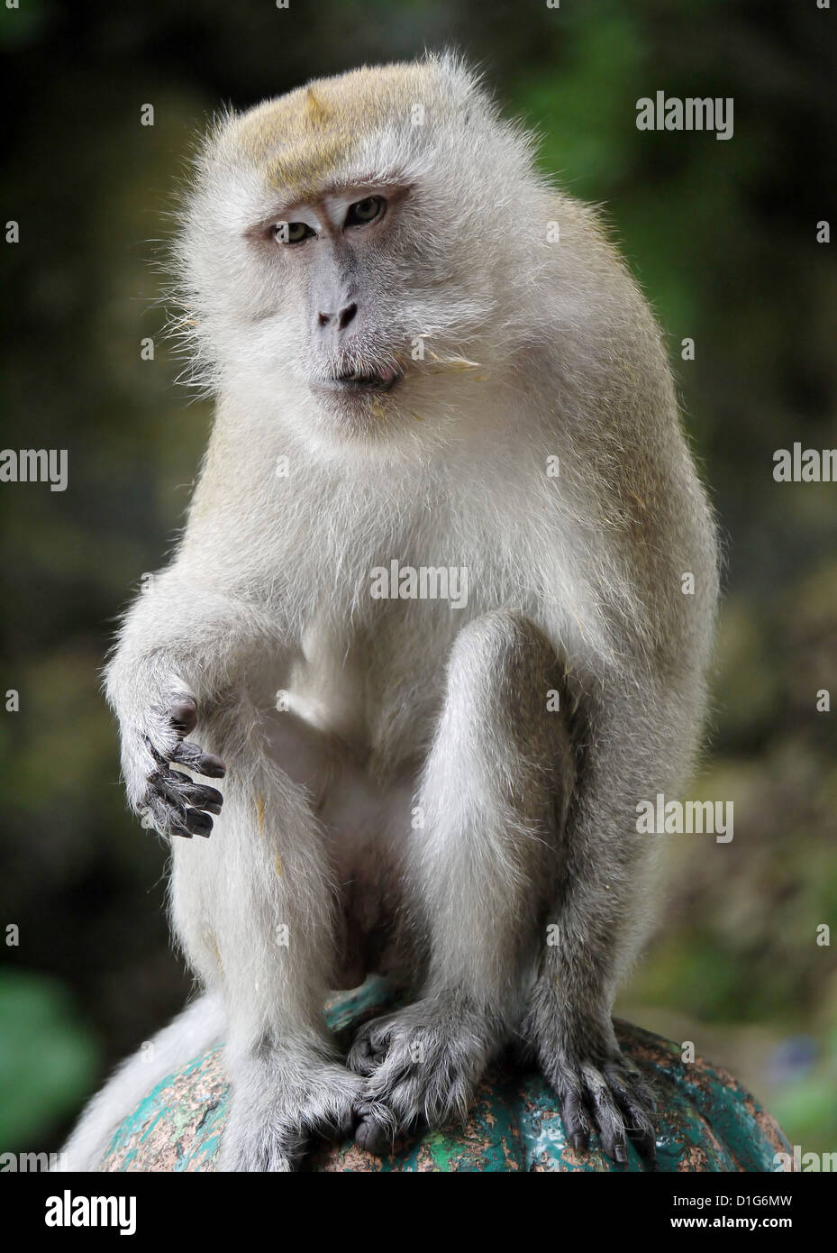 A Portrait of a Monkey Stock Photo