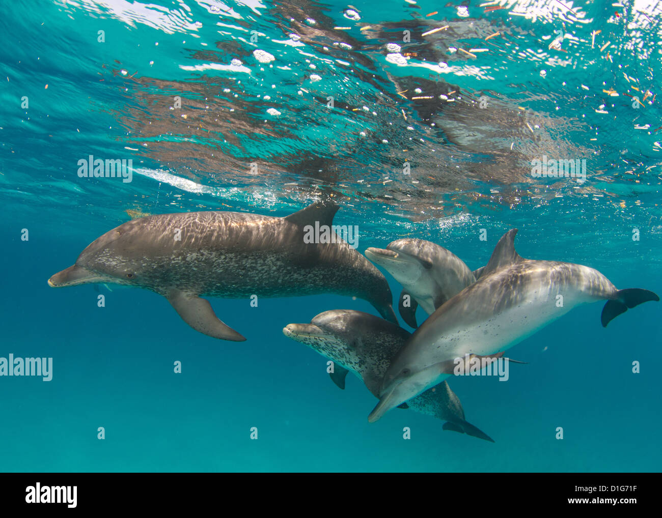 Pod of Spotted Dolphins Playing Stock Photo