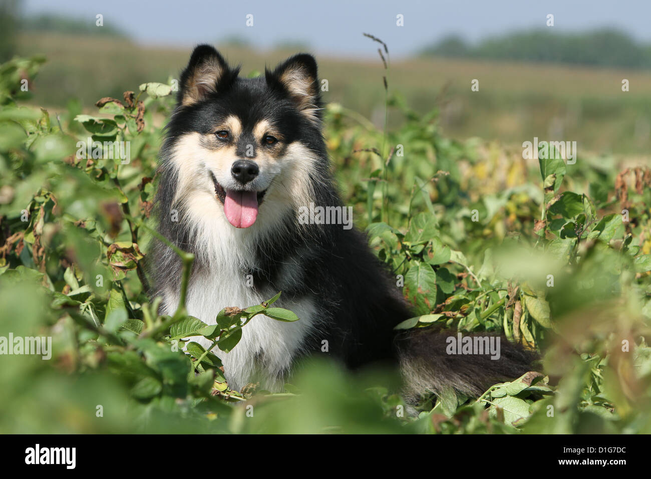 finnois high resolution stock photography and images alamy