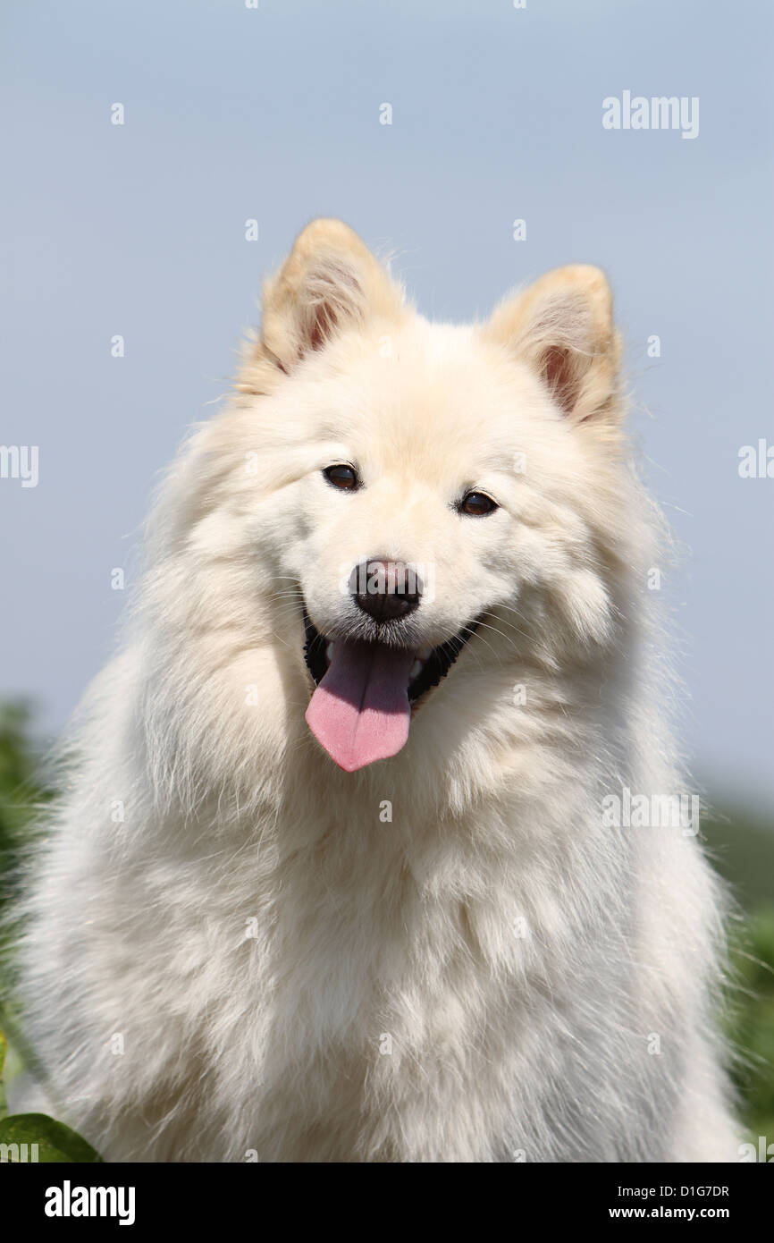 Dog Finnish Lapphund Suomenlapinkoira Lapinkoïra chien finnois de Laponie cream adult face sable portrait face grass white Stock Photo