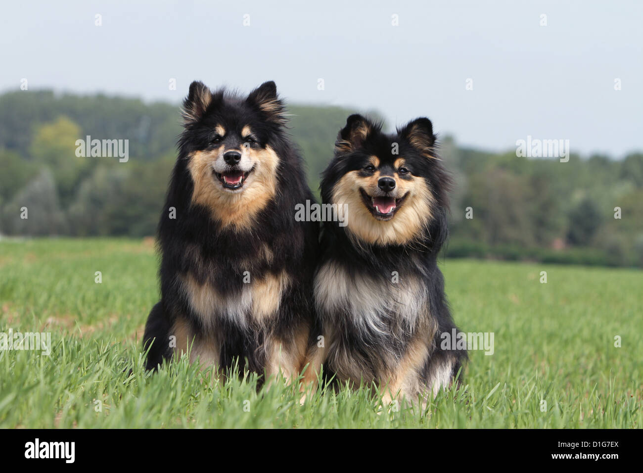 Lapinkoira Stock Photos Lapinkoira Stock Images Alamy