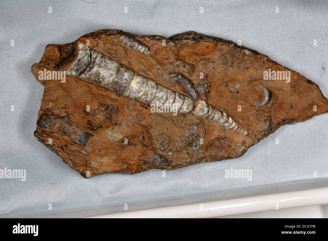 Nautiloid of The Paleozoic Era Ortoceras sp., Silurian, Erfud, Marocco, Africa Stock Photo